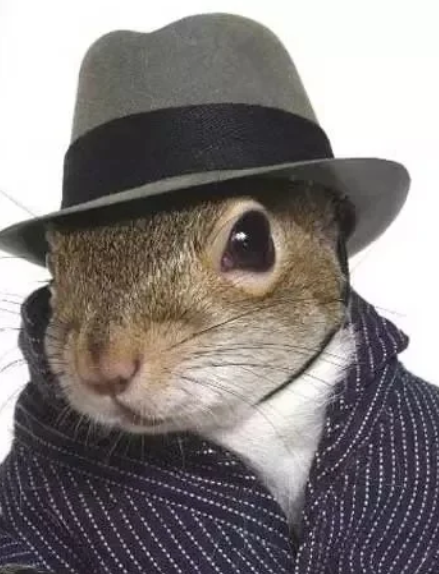 Ship it squirrel